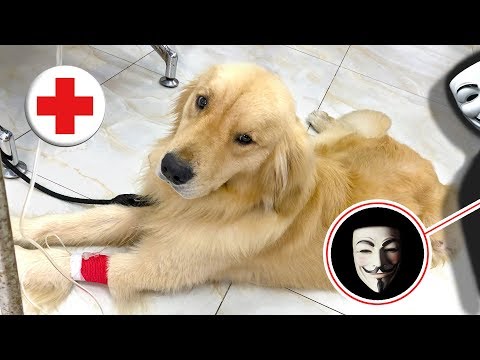 UNSER HUND LUCKY MUSS WEGEN GAME MASTER INS KRANKENHAUS !!!