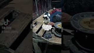 Download lagu drama kucing kawin 😹😹 #funnycats #catlovers #kucing #kucinglucu #shortvideo mp3