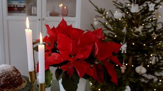 Poinsettia Care Secret That Keeps Them Red All Season