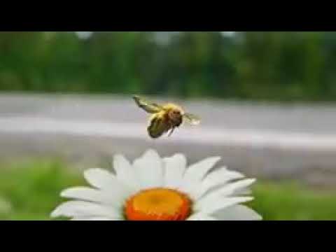 Quicksilver Saves Everyone From Exploding X-Mansion Scene _ X-Men Apocalypse (2016) Movie CLIP 4K (