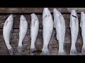 Catch and Cook Ep:1 Whiting
