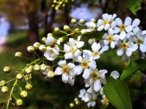 ♥♥ BIAŁE ORŁY ♥♥ Mp3.wmv