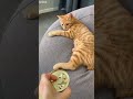 Cat Lover Cats Being Cats Episode 4481