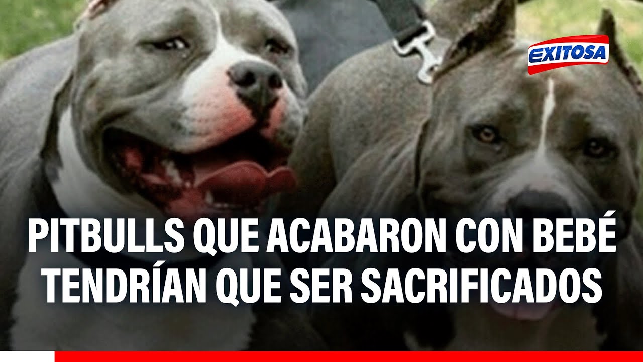 🔴🔵 Perros pitbull que acabaron con bebé en SJL tendrían que ser sacrificados conforme a Ley