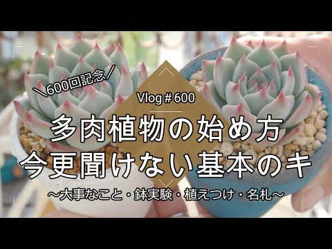 いくつかの簡単なステップで屋外のサボテン園を作る方法