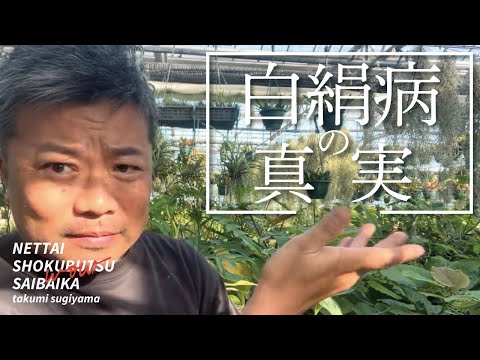 形の悪いヤシの木…