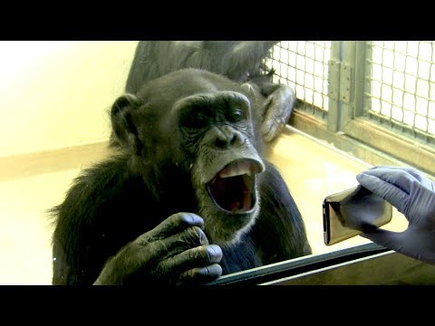 Why Is Yawning Contagious? - Instant Egghead #52