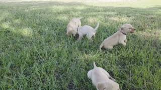 Video preview image #1 Labrador Retriever Puppy For Sale in EDGEWOOD, TX, USA