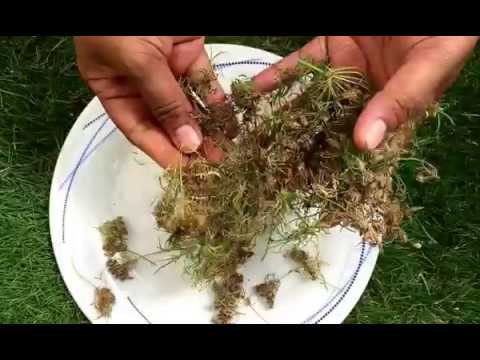 How to Collect Carrot Seeds From the Carrot Plant