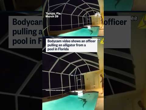 Bodycam video shows an officer pulling an alligator from a pool in Florida
