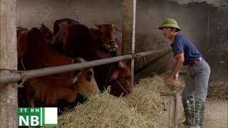 Chống rét cho vật nuôi vụ đông năm 2021