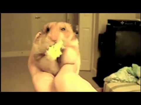 The Nervous Kid Music Video