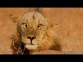 The Ultimate Lion Survival Story 4K Documentary The Brothers Pride