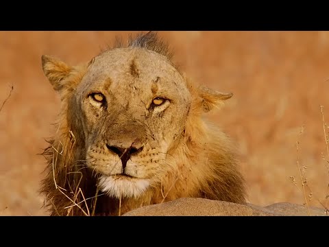 The Ultimate Lion Survival Story (4K Documentary) | The Brothers' Pride