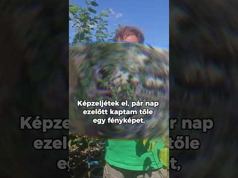 Mi lett a korona nélküli suháng szilvafából 3 év után?