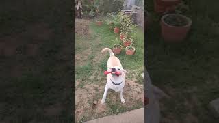 Slow Motion Video of a Beautiful Labrador Dog Having Fun #Shorts