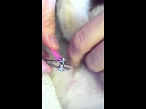 How to remove stitches from a cat (no vet visit)