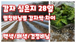 감자 심은지 28일 멀칭비닐별 감자싹 비교 수미감자 괴산감자 감물감자 행복한괴산-신나는농부 [감자재배방법]