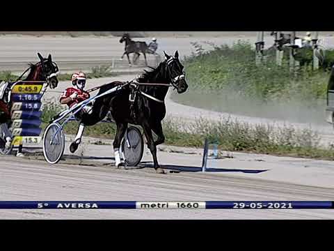 Aversa trotto 29 Maggio 2021 - 5° Corsa