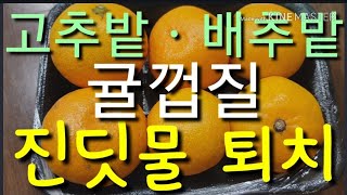 고추밭ㆍ배추밭에 귤껍질로 진딧물 퇴치  Fighting aphids with tangerine peels i…