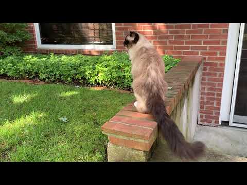 Why Caymus is My Favorite Living Ragdoll Cat - 3 Months Before He Died of CRF