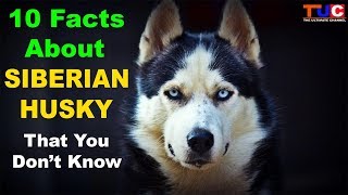 10 Facts About SIBERIAN HUSKY That You Don