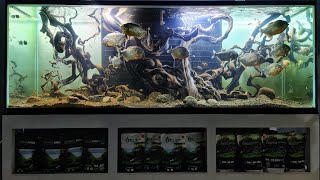 #297 Membuat Aquarium untuk ikan piranha ukuran 2 meter