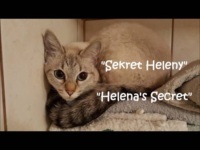 Hodowla kotów tajskich Viosna*PL - Sekret Heleny