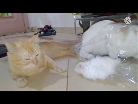 Cats VS plastic Bag/PETCATS/#LOVECATS#HOUSECATS#CATSLIFE