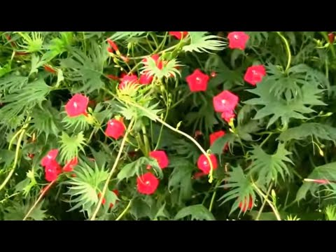 image-Is cardinal vine invasive?