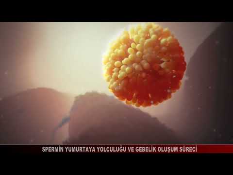 Spermin Yumurtaya yolculuğu ve gebelik oluşumu.