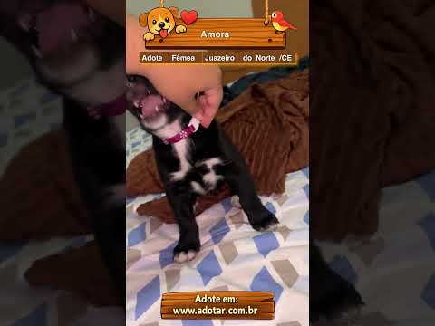 Vídeo de Amora
