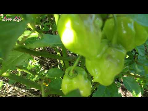 Dangers of Over fertilizing your pepper
