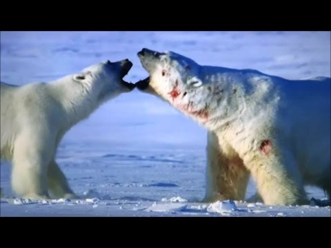 The world's largest polar bear fighting to the death