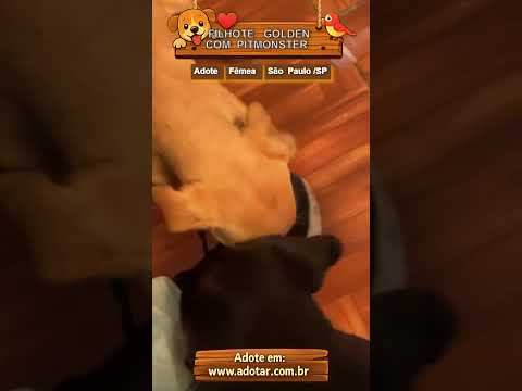 Vídeo de FILHOTE PITBULL MONSTER COM GOLDEN
