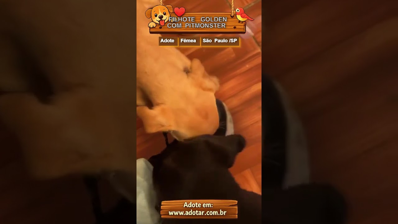 Cachorro raça SRD-ViraLata idade Abaixo de 2 meses nome FILHOTE GOLDEN COM PITMONSTER