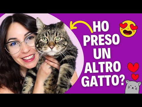 HAVE I ADOPTED ANOTHER CAT?