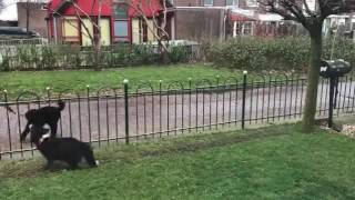 animale cainele se joaca cu trecatorii