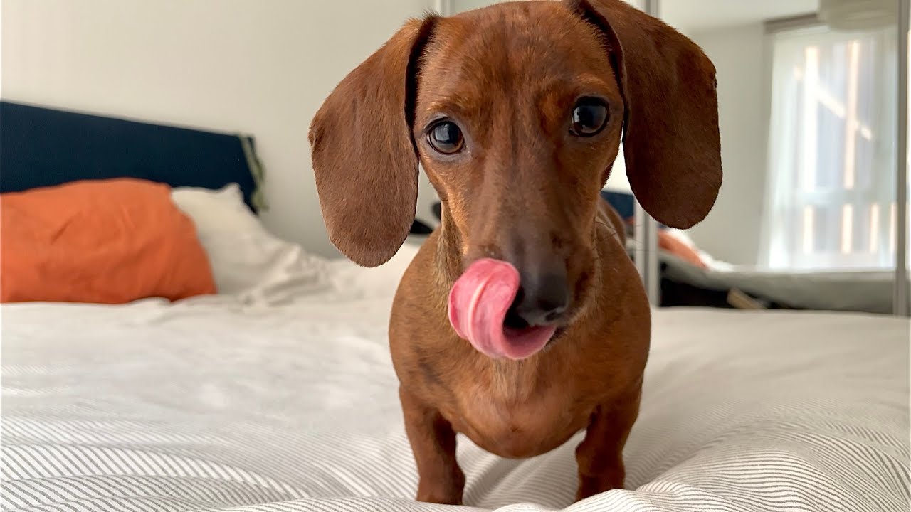 Mini dachshund munches on his favorite fruits & veggies (ASMR)
