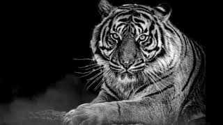 Download lagu STORY WA MACAN PUTIH mp3 Download lagu STORY WA MACAN PUTIH mp3