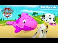 Pups Save A Dolphin Pup PAW Patrol Full Episode Cartoons For Kids