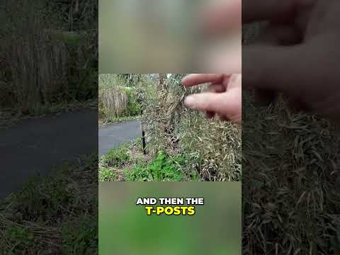FREE Bamboo & Scrap Fence Windbreak - Easy DIY Eco Hack! #garden