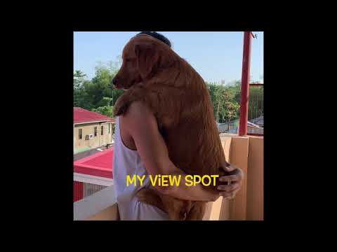 My best view spot | Azra the Golden Retriever