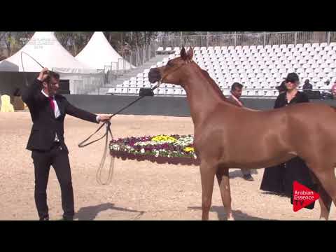 N.88 MOKHLESAD AL KHALEDIAH - Asharqia Classic 2018