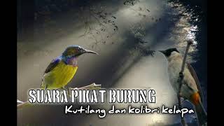 Download lagu suara pikat burung kutilang dan kolibri kelapa mp3