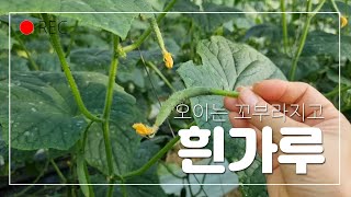 우리집 오이재배 최대고비의달은? 12월15일에서 1월15일까지.