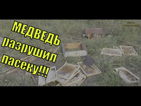 МЕДВЕДЬ разрушил ПАСЕКУ!!! /т Семья Фетистовых