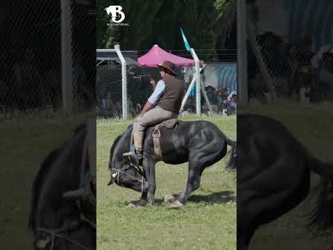 Festival Nacional de Gato y Mancha 2026, Alto Rio Senguer, Chubut, Argentina
