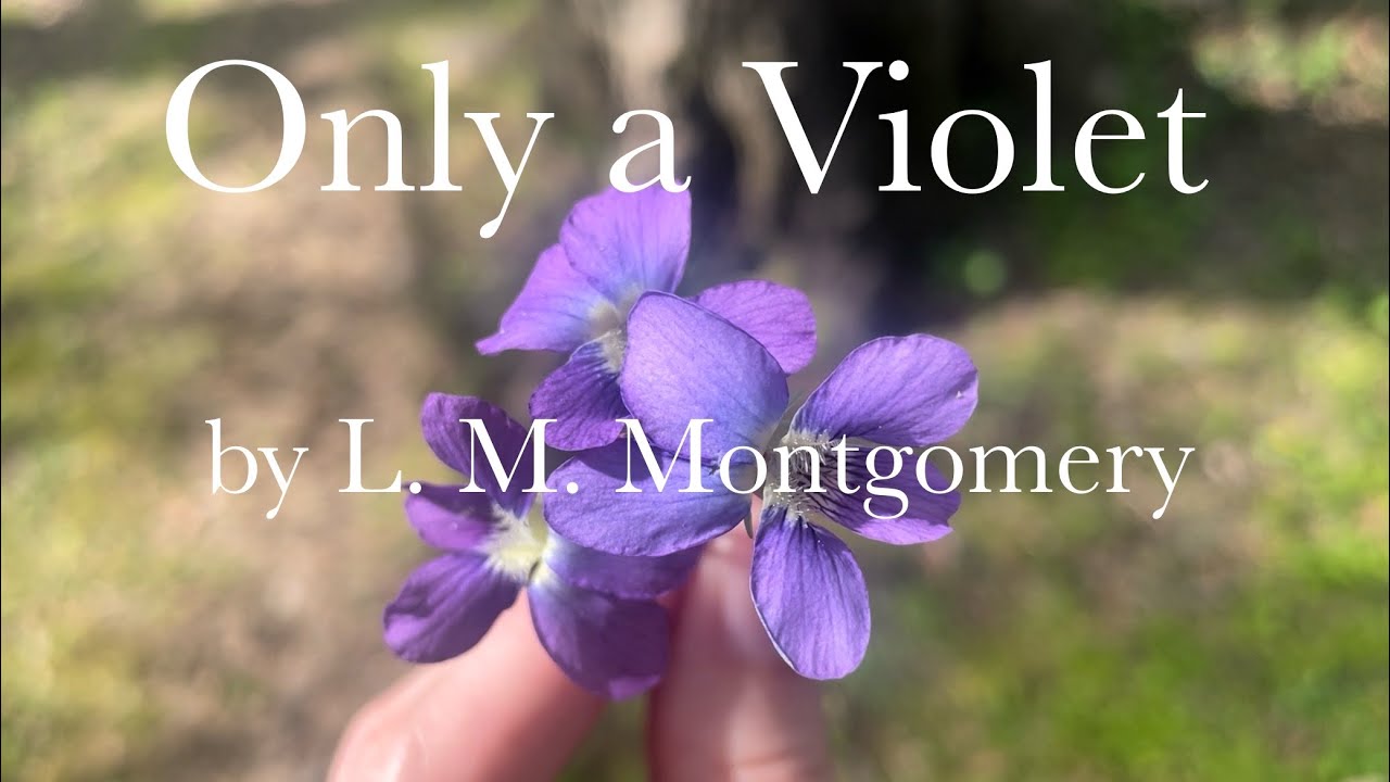 Only a Violet by L. M. Montgomery