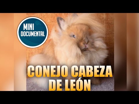 , title : 'Conejo cabeza de león (mini documental)'